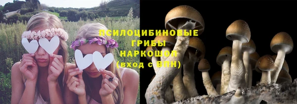 прущие грибы Богданович